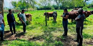 Noticia: Ganadería colombiana sostenible transforman la producción