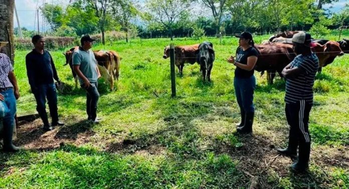 Ganadería colombiana sostenible transforman la producción