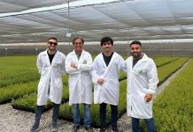 Grupos Hijuelas y Vitácea Brasil unen fuerzas para dar partida una nueva era para la fruticultura brasileña