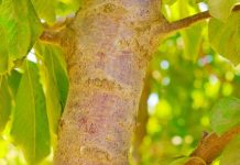 Hongos “buenos” vs. Hongos “malos” el mundo agro nacional se prepara para la temporada otoño-invierno