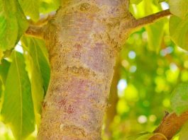 Hongos “buenos” vs. Hongos “malos” el mundo agro nacional se prepara para la temporada otoño-invierno