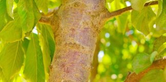 Hongos “buenos” vs. Hongos “malos”: el mundo agro nacional se prepara para la temporada otoño-invierno Hongos “buenos” vs. Hongos “malos” el mundo agro nacional se prepara para la temporada otoño-invierno