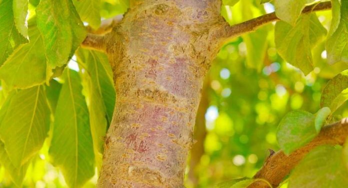 Hongos “buenos” vs. Hongos “malos” el mundo agro nacional se prepara para la temporada otoño-invierno Hongos “buenos” vs. Hongos “malos” el mundo agro nacional se prepara para la temporada otoño-invierno