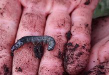  INIA culmina en Coyhaique su ciclo de seminarios provinciales sobre manejo y control de plagas insectiles en praderas