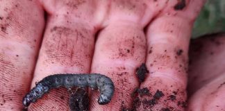  INIA culmina en Coyhaique su ciclo de seminarios provinciales sobre manejo y control de plagas insectiles en praderas