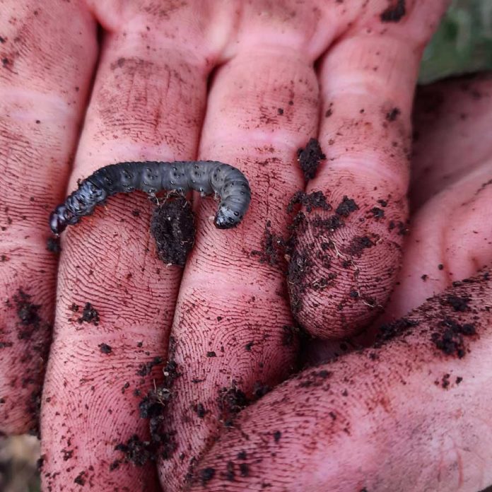  INIA culmina en Coyhaique su ciclo de seminarios provinciales sobre manejo y control de plagas insectiles en praderas