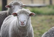 INIA pone en marcha  Banco de Recursos Zoogenéticos de Chile en Aysén