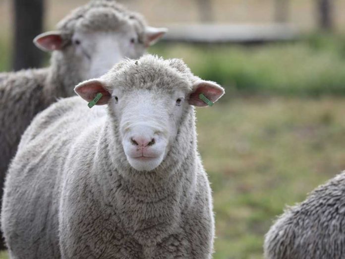 INIA pone en marcha  Banco de Recursos Zoogenéticos de Chile en Aysén