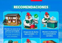 Influenza aviar H5N1 | "SAG Aysén llama a reforzar medidas de bioseguridad en aves de traspatio"