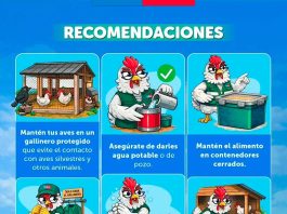 Influenza aviar H5N1 | "SAG Aysén llama a reforzar medidas de bioseguridad en aves de traspatio"