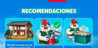 Influenza aviar H5N1 | "SAG Aysén llama a reforzar medidas de bioseguridad en aves de traspatio"