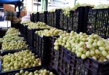 Ingreso de uva sube 21% y supera 3.200 toneladas en esta temporada Ingreso de uva al Mercado Mayorista Lo Valledor crece 21% y supera las 3.200 toneladas en plena temporada