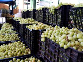 Ingreso de uva al Mercado Mayorista Lo Valledor crece 21% y supera las 3.200 toneladas en plena temporada
