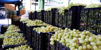 Ingreso de uva sube 21% y supera 3.200 toneladas en esta temporada Ingreso de uva al Mercado Mayorista Lo Valledor crece 21% y supera las 3.200 toneladas en plena temporada