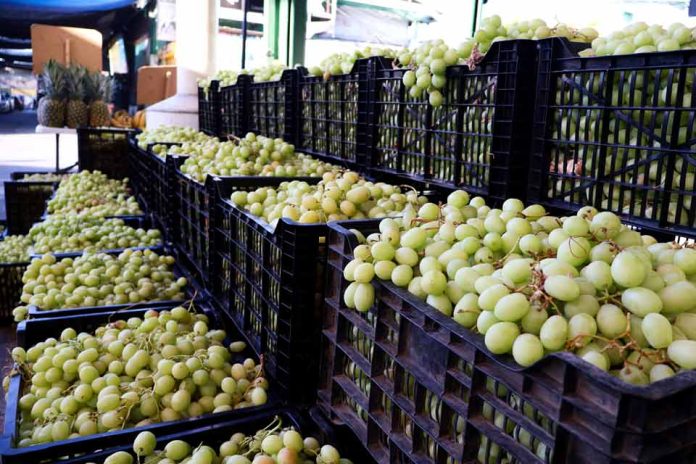 Ingreso de uva al Mercado Mayorista Lo Valledor crece 21% y supera las 3.200 toneladas en plena temporada