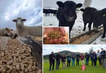 Innovación con identidad patagónica: proyecto valoriza orujo cervecero para alimentación ganadera en Aysén