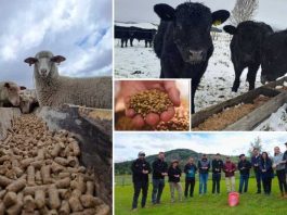 Innovación con identidad patagónica: proyecto valoriza orujo cervecero para alimentación ganadera en Aysén
