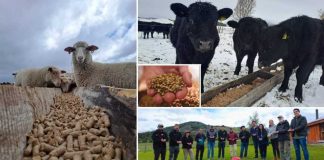 Innovación con identidad patagónica: proyecto valoriza orujo cervecero para alimentación ganadera en Aysén