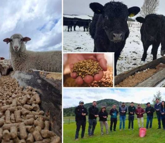 Innovación con identidad patagónica: proyecto valoriza orujo cervecero para alimentación ganadera en Aysén