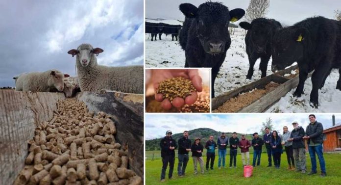 Innovación con identidad patagónica: proyecto valoriza orujo cervecero para alimentación ganadera en Aysén