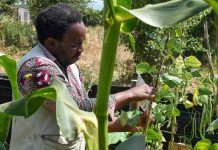 Investigación analiza la eficacia de saberes ancestrales y nuevas tecnologías como herramienta frente al cambio climático