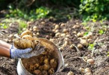 La guerra en Medio Oriente ensombrece cada vez más a los productores de patatas de todo el mundo