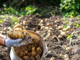 La guerra en Medio Oriente ensombrece cada vez más a los productores de patatas de todo el mundo