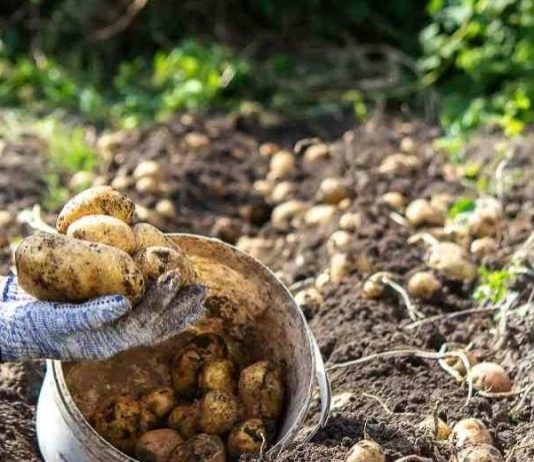 La guerra en Medio Oriente ensombrece cada vez más a los productores de patatas de todo el mundo