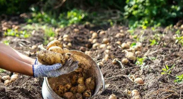 La guerra en Medio Oriente ensombrece cada vez más a los productores de patatas de todo el mundo La guerra en Medio Oriente ensombrece cada vez más a los productores de patatas de todo el mundo