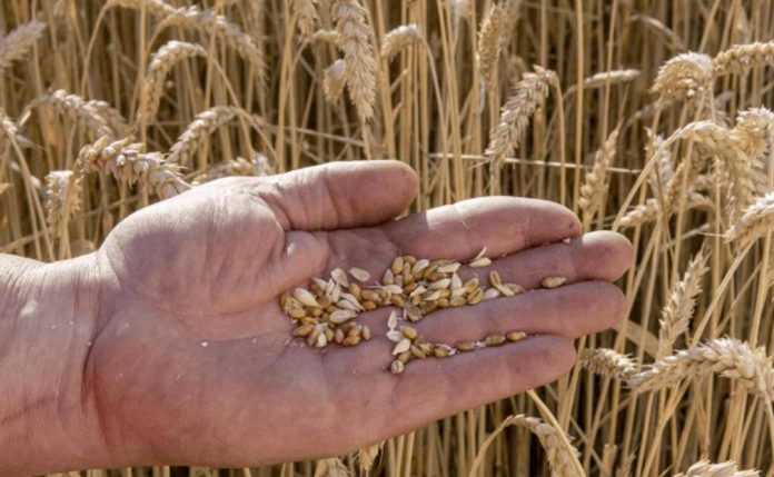 La industria semillera celebró el giro oficial hacia UPOV 91 y habló de “una decisión estructural” para recuperar competitividad