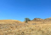 La sequía favorece la resistencia a los antibióticos de microorganismos en el suelo