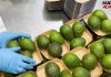 Macfrut 2026 destaca “Mango and Avocado Explosion”