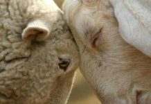 Mirame a los ojos: Para vencer la resistencia a los tratamientos, en Brasil desarrollaron una app que detecta los parásitos en ovinos con sólo una foto de la mucosa ocular