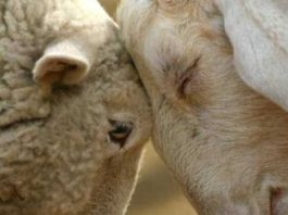 Mirame a los ojos: Para vencer la resistencia a los tratamientos, en Brasil desarrollaron una app que detecta los parásitos en ovinos con sólo una foto de la mucosa ocular Mirame a los ojos: Para vencer la resistencia a los tratamientos, en Brasil desarrollaron una app que detecta los parásitos en ovinos con sólo una foto de la mucosa ocular