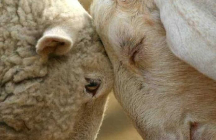 Mirame a los ojos: Para vencer la resistencia a los tratamientos, en Brasil desarrollaron una app que detecta los parásitos en ovinos con sólo una foto de la mucosa ocular