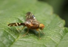 NEIKER trabaja para contener la expansión de la mosca de la nuez