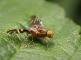 NEIKER trabaja para contener la expansión de la mosca de la nuez