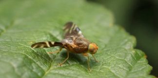 NEIKER trabaja para contener la expansión de la mosca de la nuez