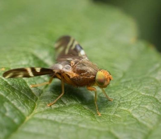 NEIKER trabaja para contener la expansión de la mosca de la nuez