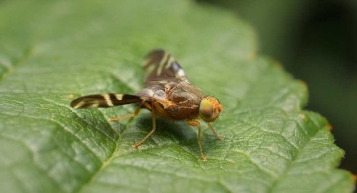 NEIKER trabaja para contener la expansión de la mosca de la nuez