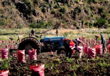 PRODESAL se actualiza: más apoyo para tu desarrollo productivo