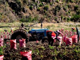 PRODESAL se actualiza: más apoyo para tu desarrollo productivo