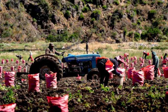 PRODESAL se actualiza: más apoyo para tu desarrollo productivo