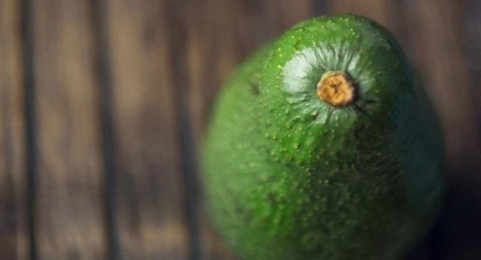 Postcosecha de la palta y la necesidad de contar con barreras naturales contra antracnosis y pudrición peduncular