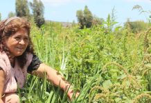 Programa TAS: agricultores participan en capacitaciones sobre manejo ecológico de plagas y enfermedades