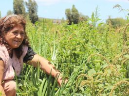 Programa TAS: agricultores participan en capacitaciones sobre manejo ecológico de plagas y enfermedades