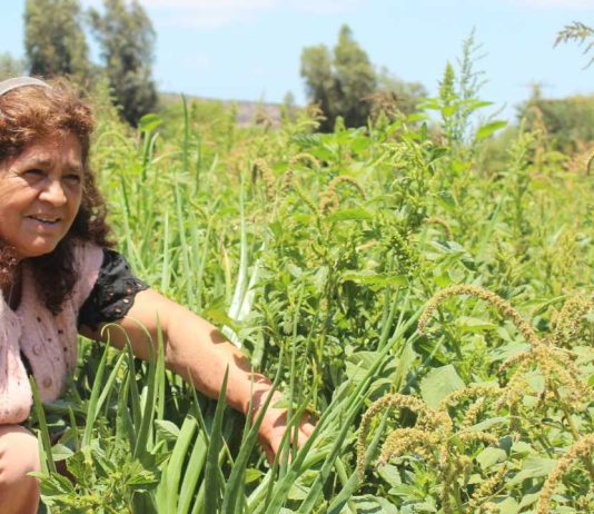 Programa TAS: agricultores participan en capacitaciones sobre manejo ecológico de plagas y enfermedades