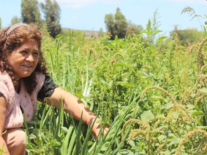 Programa TAS: agricultores participan en capacitaciones sobre manejo ecológico de plagas y enfermedades