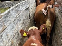 Programa de Control Diarrea Viral Bovina registra importantes avances