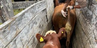 Programa de Control Diarrea Viral Bovina registra importantes avances